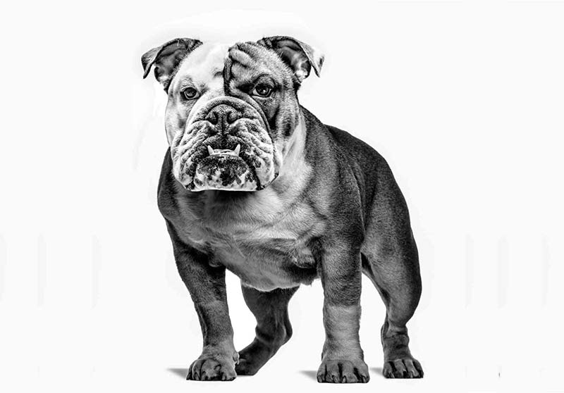 Meet the Bulldog